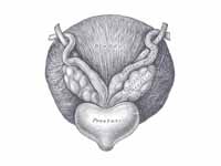 Fundus of the bladder with the vesicu...
