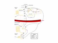 Diagram summarising control of stomac...