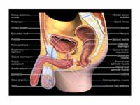The human male reproductive system